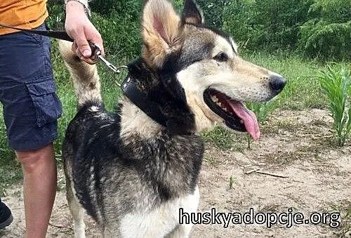 CHUCK- mądry i wesoły pies w typie rasy Alaskan Ma