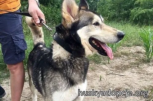 CHUCK- mądry i wesoły pies w typie rasy Alaskan Ma