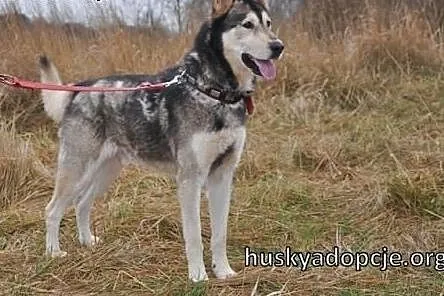 CHUCK- mądry i wesoły pies w typie rasy Alaskan Ma