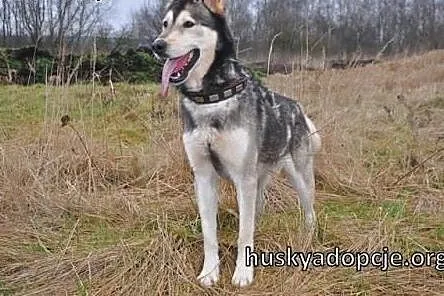 CHUCK- mądry i wesoły pies w typie rasy Alaskan Ma