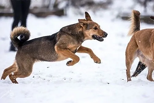 Bardzo grzeczna psia panienka szuka domu! LIMONKA!