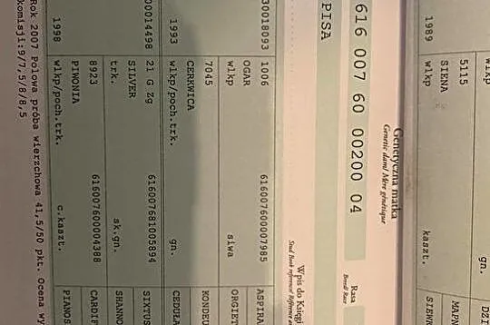 Wyjątkowej urody klacz wielkopolska - super prospekt, , Głogowo