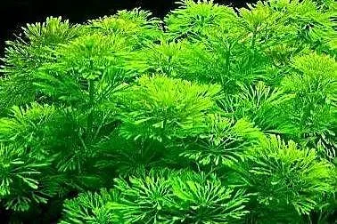 Limnophila sessiliflora - roślina akwariowa