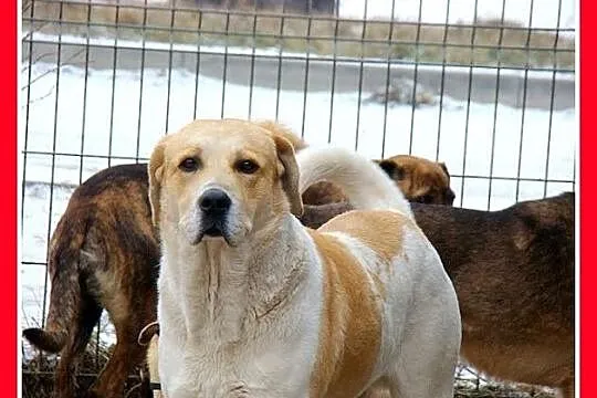 Duży 35kg, młody pies w typie bernardyna,przyjacie