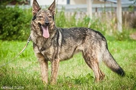 OTOZ Animals - Mira - cudowna mini owczarka o żywi