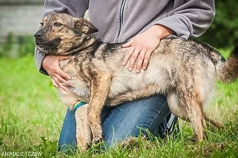 OTOZ Animals - Mira - cudowna mini owczarka o żywi