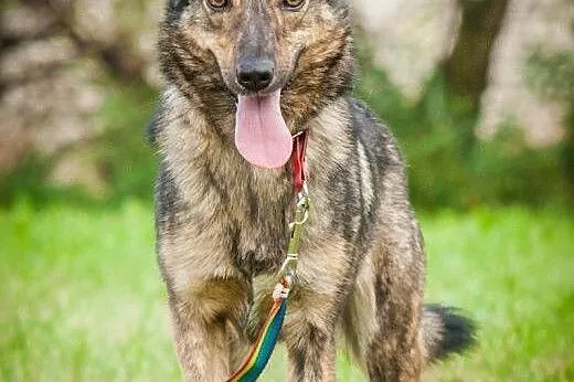 OTOZ Animals - Mira - cudowna mini owczarka o żywi