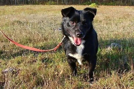 ZGRYZEK-malutki, pocieszny, wesolutki i energiczny psiak DO ADOPCJI! FILMIK !