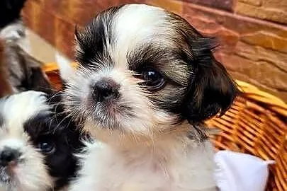 Śliczne Shih Tzu – maluchy wychowane w domu, czekają na Ciebie!, Małopolskie, Bochnia