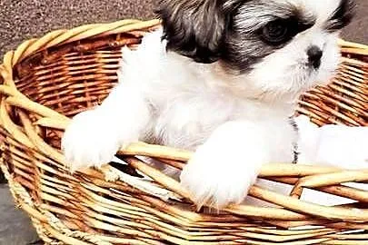 Śliczne Shih Tzu – maluchy wychowane w domu, czekają na Ciebie!, Małopolskie, Bochnia