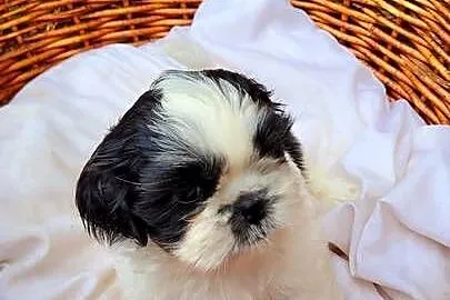 Śliczne Shih Tzu – maluchy wychowane w domu, czekają na Ciebie!, Małopolskie, Bochnia
