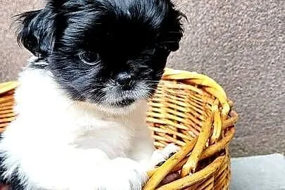 Śliczne Shih Tzu – maluchy wychowane w domu, czekają na Ciebie!, Małopolskie, Bochnia