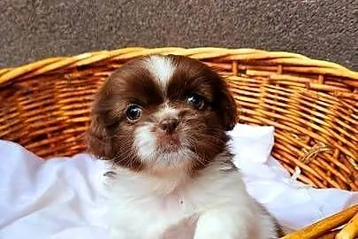 Śliczne Shih Tzu – maluchy wychowane w domu, czekają na Ciebie!, Małopolskie, Bochnia