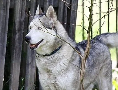 KUSKO- energiczny, inteligentny pies husky do adop
