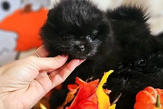 Piesek kruczoczarny Szpic Miniaturowy Paszport!!!, Łódzkie, Sędziejowice