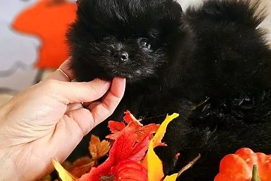 Piesek kruczoczarny Szpic Miniaturowy Paszport!!!, Łódzkie, Sędziejowice