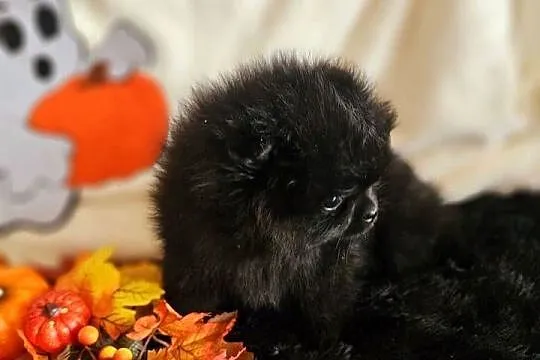 Piesek kruczoczarny Szpic Miniaturowy Paszport!!!, Łódzkie, Sędziejowice