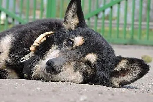 Niedowidzący Skrętek pokocha całym sobą,  mazowiec