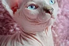 Bananka -rodowodowa koteczka z niebieskimi oczami, Zabrze