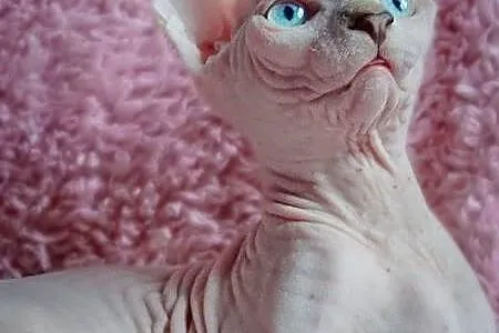 Bananka -rodowodowa koteczka z niebieskimi oczami