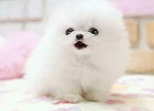 Zadarmo Filizanka Pomeranian szczenieta, Teriery