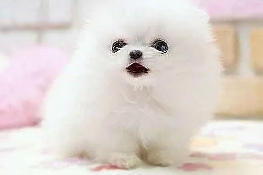 Zadarmo Filizanka Pomeranian szczenieta,  Teriery 