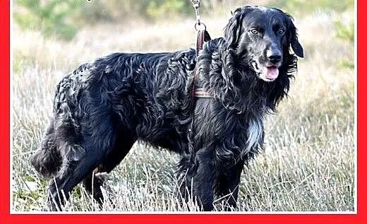 KOLT,czarny retriever,przyjazny wobec opiekunów,we