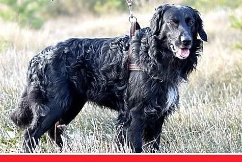 KOLT,czarny retriever,przyjazny wobec opiekunów,we