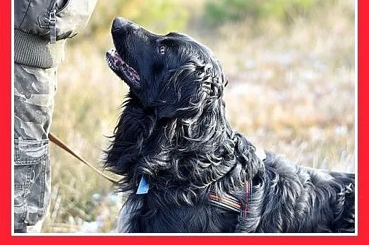 KOLT,czarny retriever,przyjazny wobec opiekunów,we