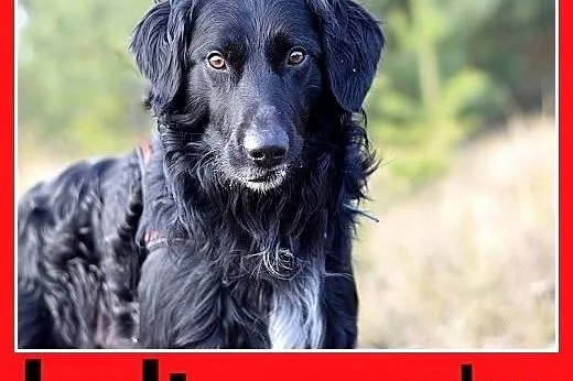 KOLT,czarny retriever,przyjazny wobec opiekunów,we