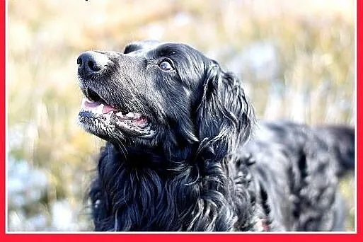 KOLT,czarny retriever,przyjazny wobec opiekunów,we