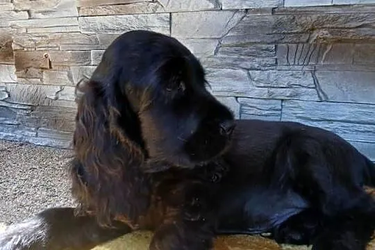 Śliczny Cocker Spaniel Angielski