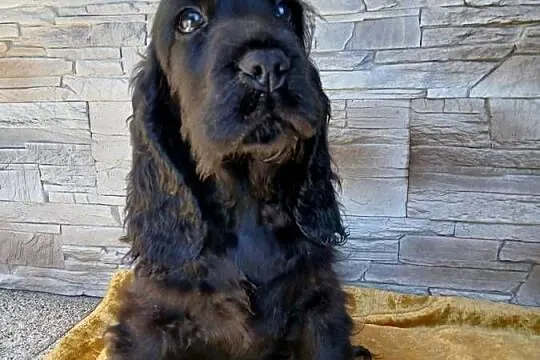 Śliczny Cocker Spaniel Angielski, Łódzkie, Sieradz