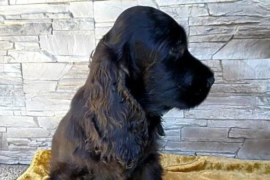 Śliczny Cocker Spaniel Angielski, Łódzkie, Sieradz