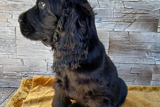 Śliczny Cocker Spaniel Angielski, Łódzkie, Sieradz