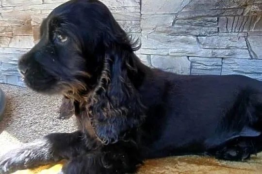 Śliczny Cocker Spaniel Angielski, Łódzkie, Sieradz