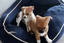 Szczeniaki chihuahua