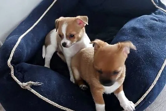 Szczeniaki chihuahua