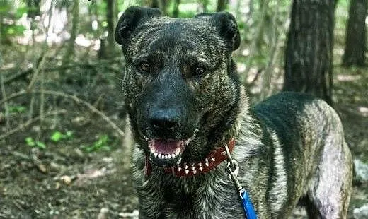 Piękny pręgowany Ferdon do adopcji, wielkopolskie