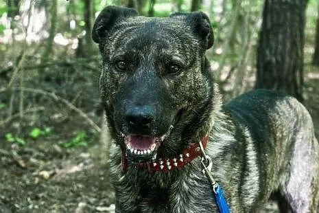 Piękny pręgowany Ferdon do adopcji,  wielkopolskie