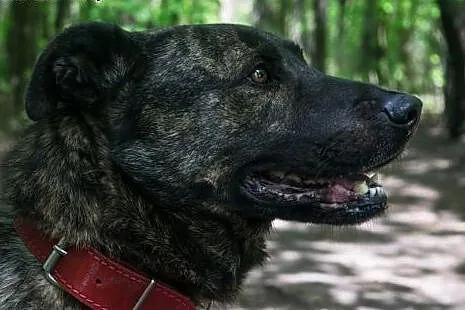 Piękny pręgowany Ferdon do adopcji,  wielkopolskie
