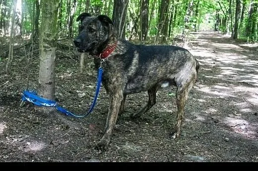 Piękny pręgowany Ferdon do adopcji,  wielkopolskie