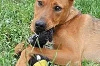 Domek dla RUDIEGO!!!,  wielkopolskie Poznań