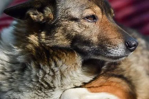 Kora, grzeczna, spokojna suczka bardzo tęskni za d