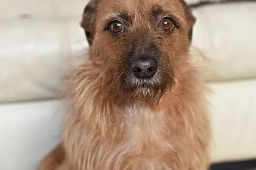szorstkowłosy MIKRUS poleca się do adopcji,  mazowieckie Warszawa