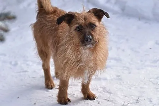 Szorstkowłosy MIKRUS poleca się do adopcji,  mazow