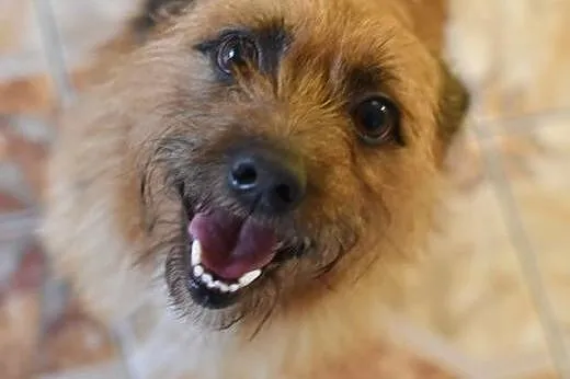 Szorstkowłosy MIKRUS poleca się do adopcji,  mazow