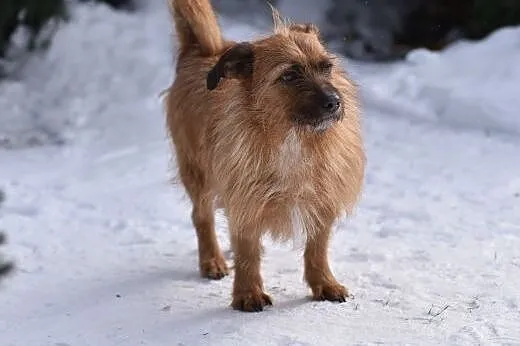 Szorstkowłosy MIKRUS poleca się do adopcji,  mazow
