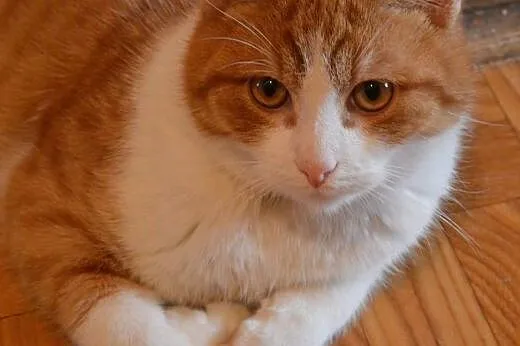 Uroczy rudzielec Gucio poleca się do adopcji, mazowieckie Warszawa