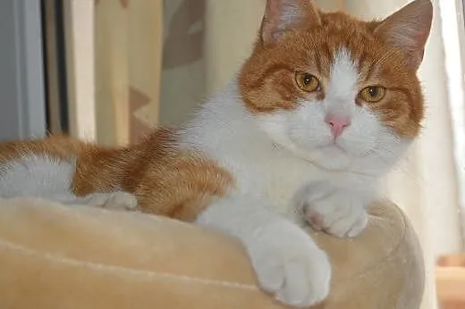 Uroczy rudzielec Gucio poleca się do adopcji,  maz